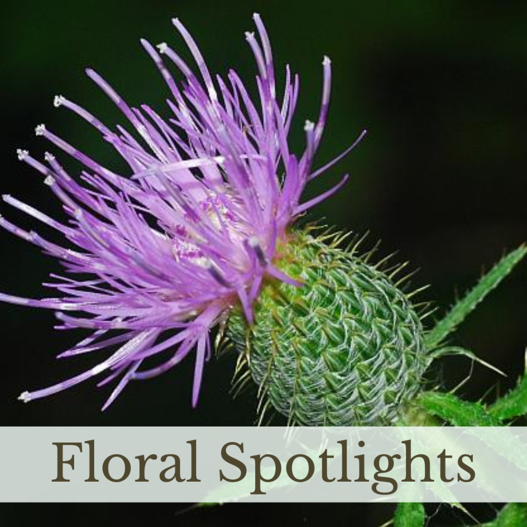 Link to Floral Spotlights page.