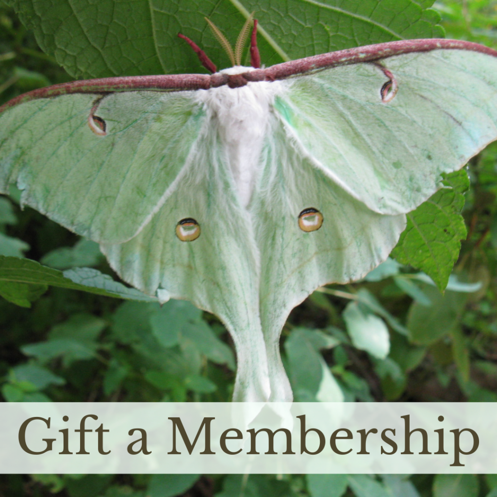 Link to Gift a Membership page.