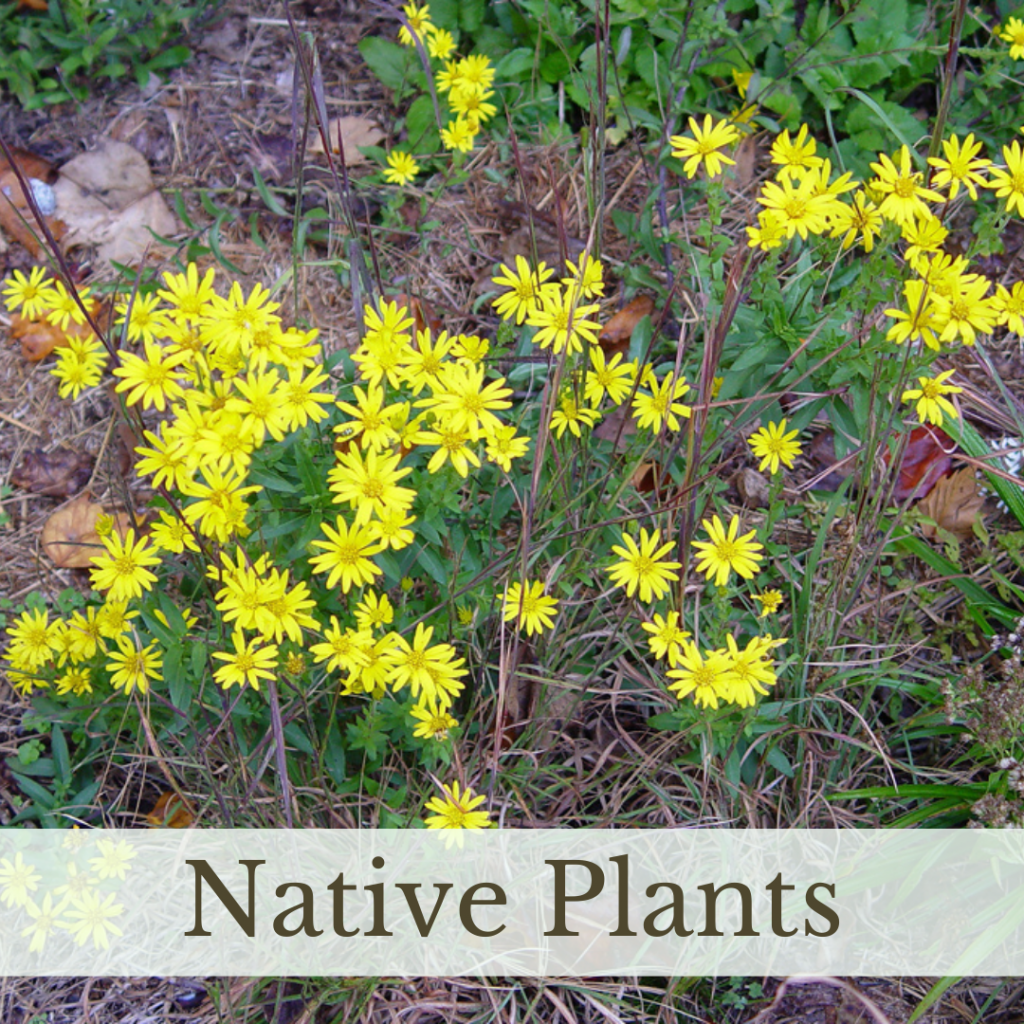 Link to Native Plants page.