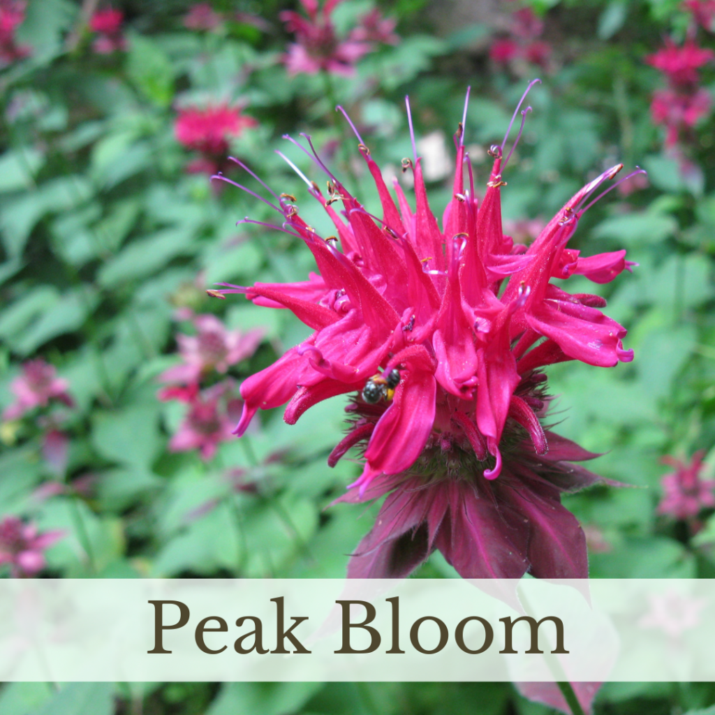 Link to Peak Bloom page.