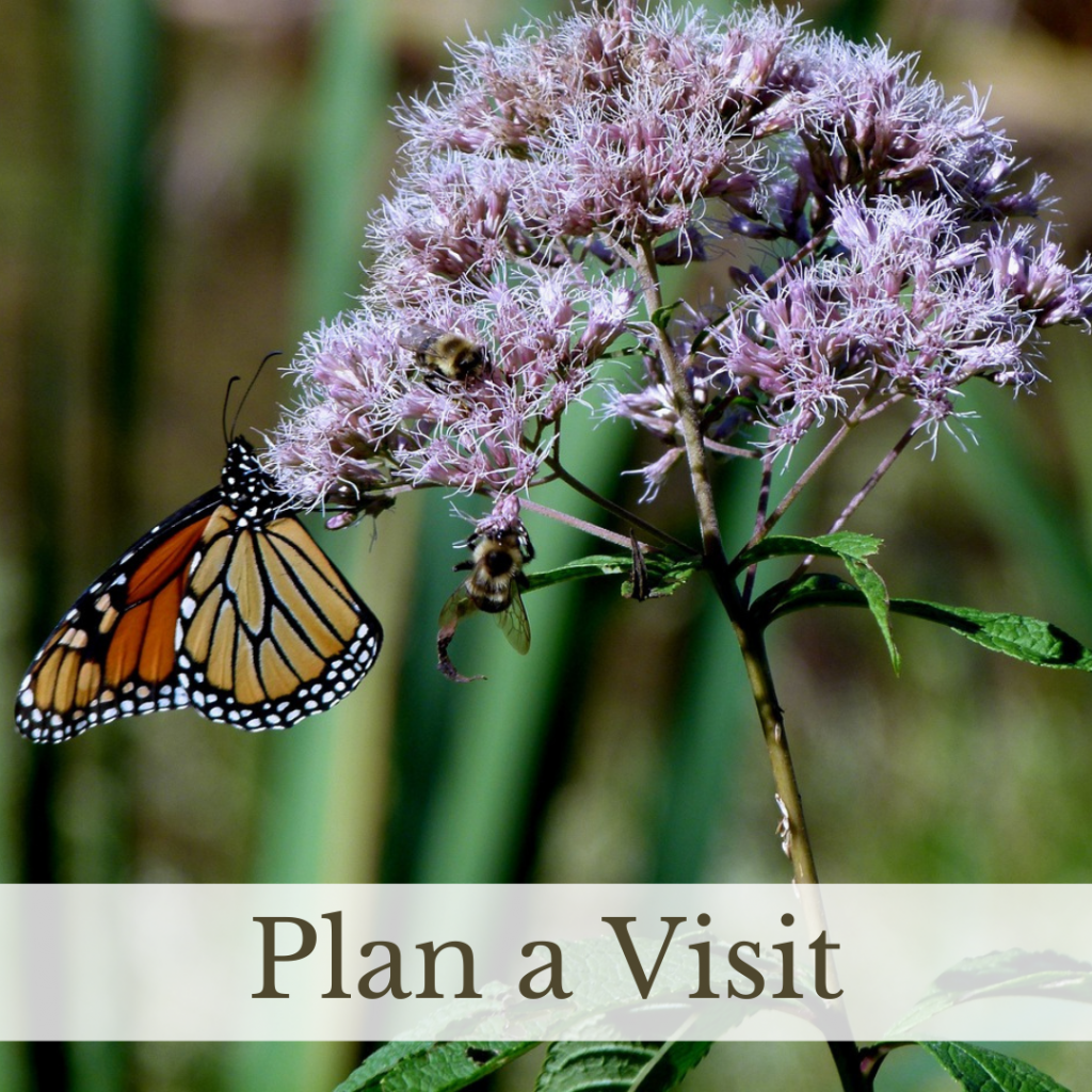 Link to Plan a Visit Page.