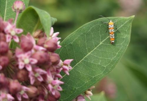 Ailanthus Web Worm