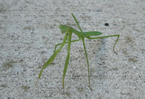 American Mantis