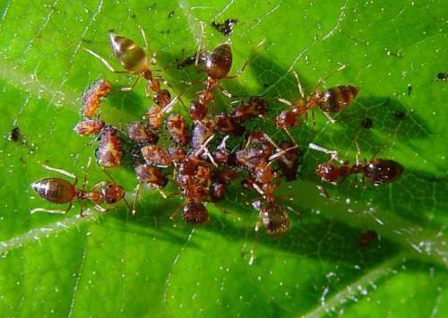 Ants Herding Aphids