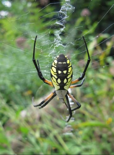 Argiope Spider