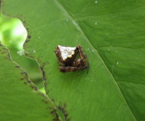 Arrowhead Spider