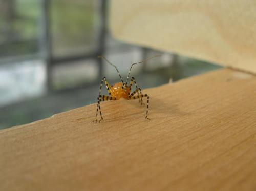 Assasin Bug