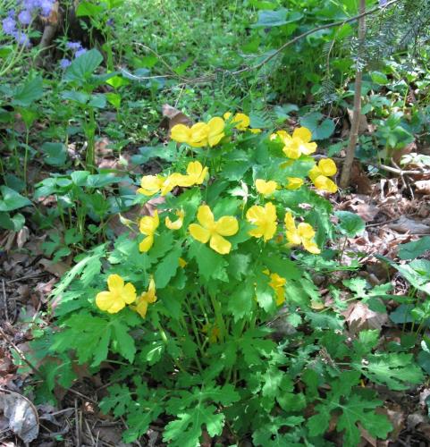 Celandine Poppy