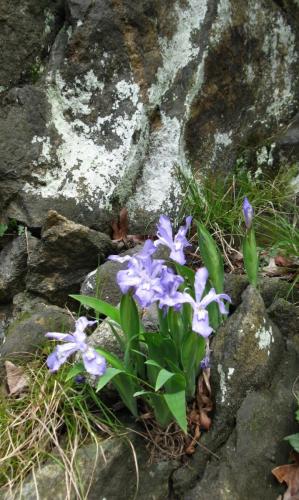 Dwarf Crested Iris