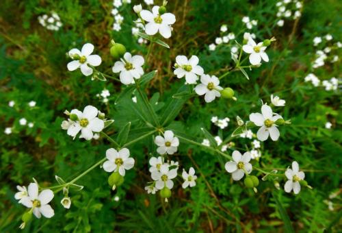 Euphorbia biacorrolata