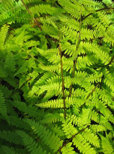 Fern4