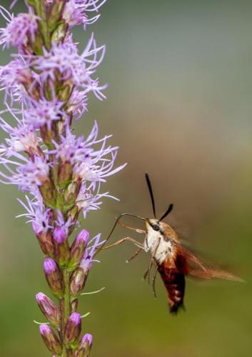 Hummingbird Moth