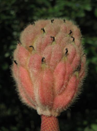 Magnolia Fruit