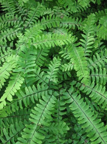 Maidenhair Fern