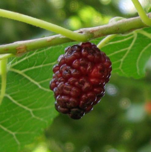 Mulberry Fruit